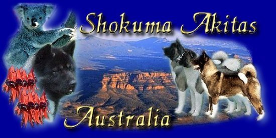 Shokuma Akitas - Golden Grove, Adelaide, South Australia